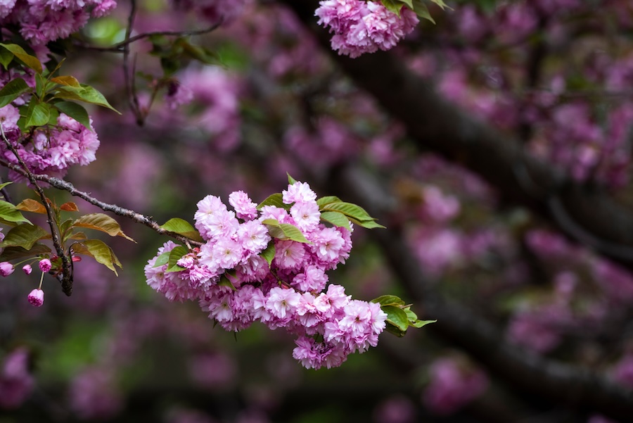 Flowers on tree